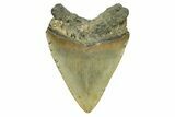 Serrated, Fossil Megalodon Tooth - North Carolina #294486-1